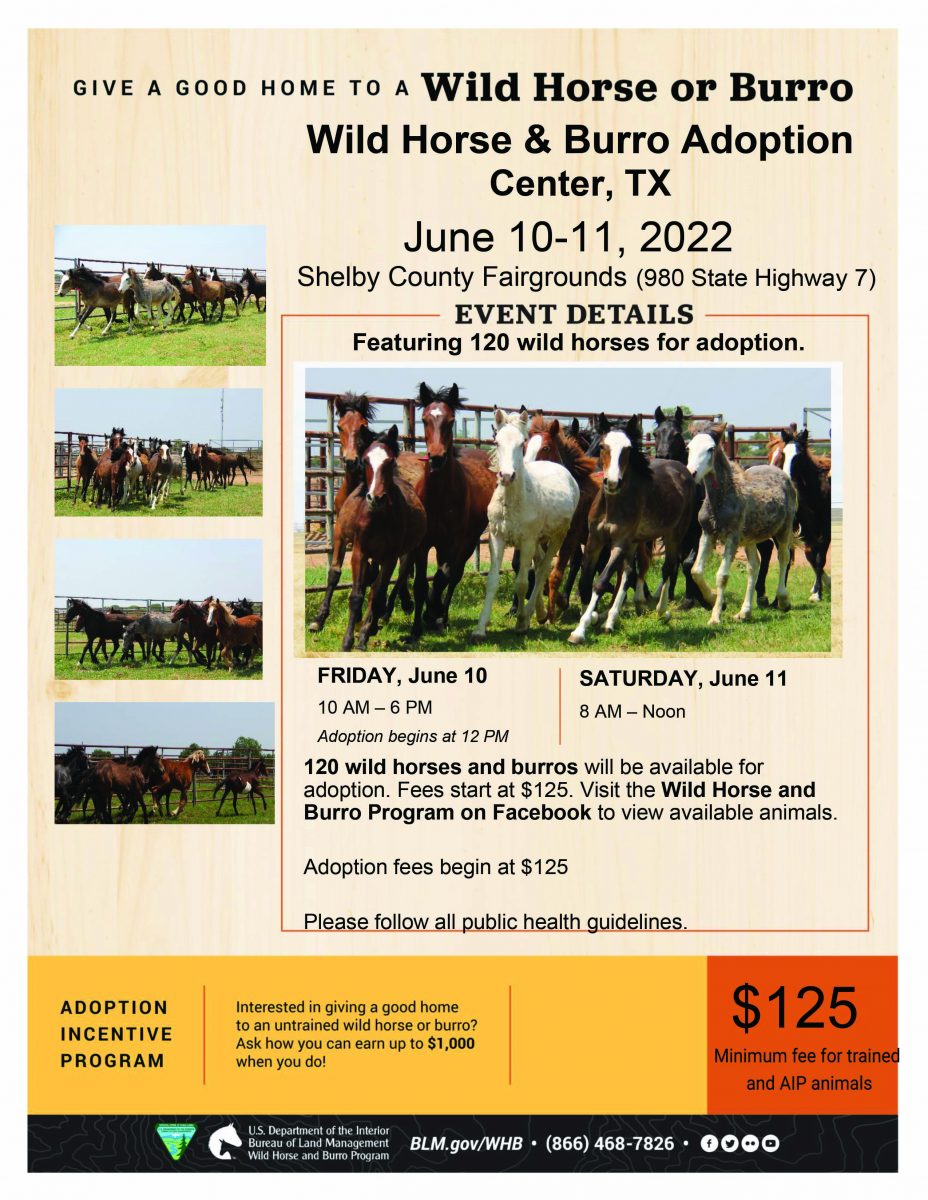 Head out to the wild horse adoption event in Center, Texas – The Gilmer Mirror