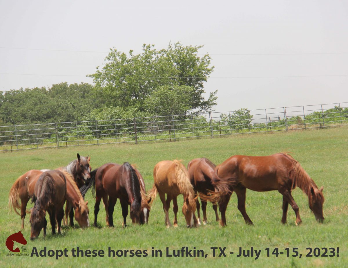 BLM schedules wild horse and burro event in Lufkin, Texas The Gilmer