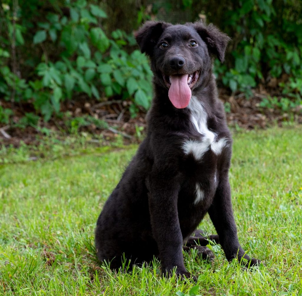 Pets Fur People Pet of the Week Curley The Gilmer Mirror